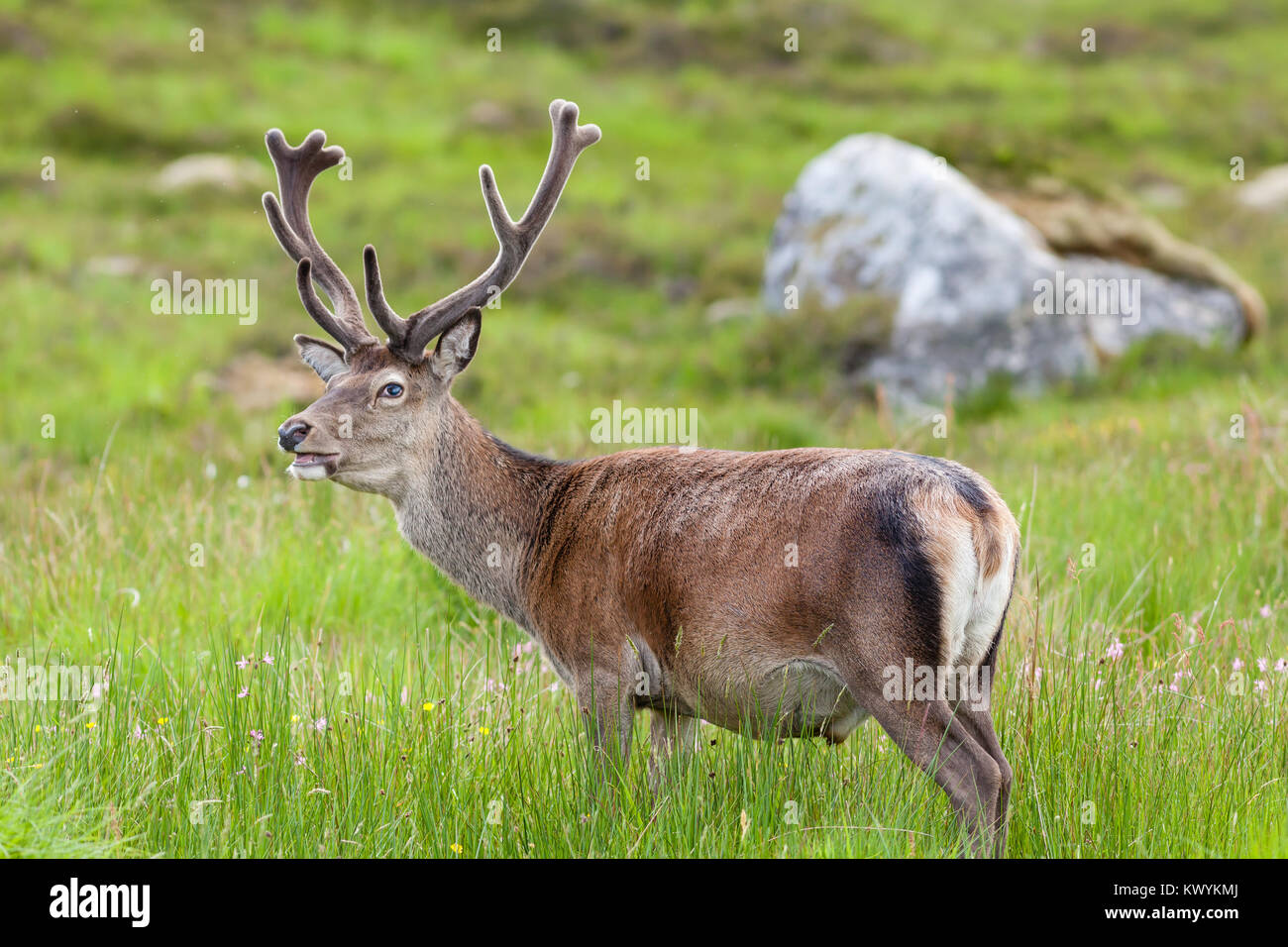 Red Deer Stag.  A red deer stag in the Scottish highlands. Stock Photo