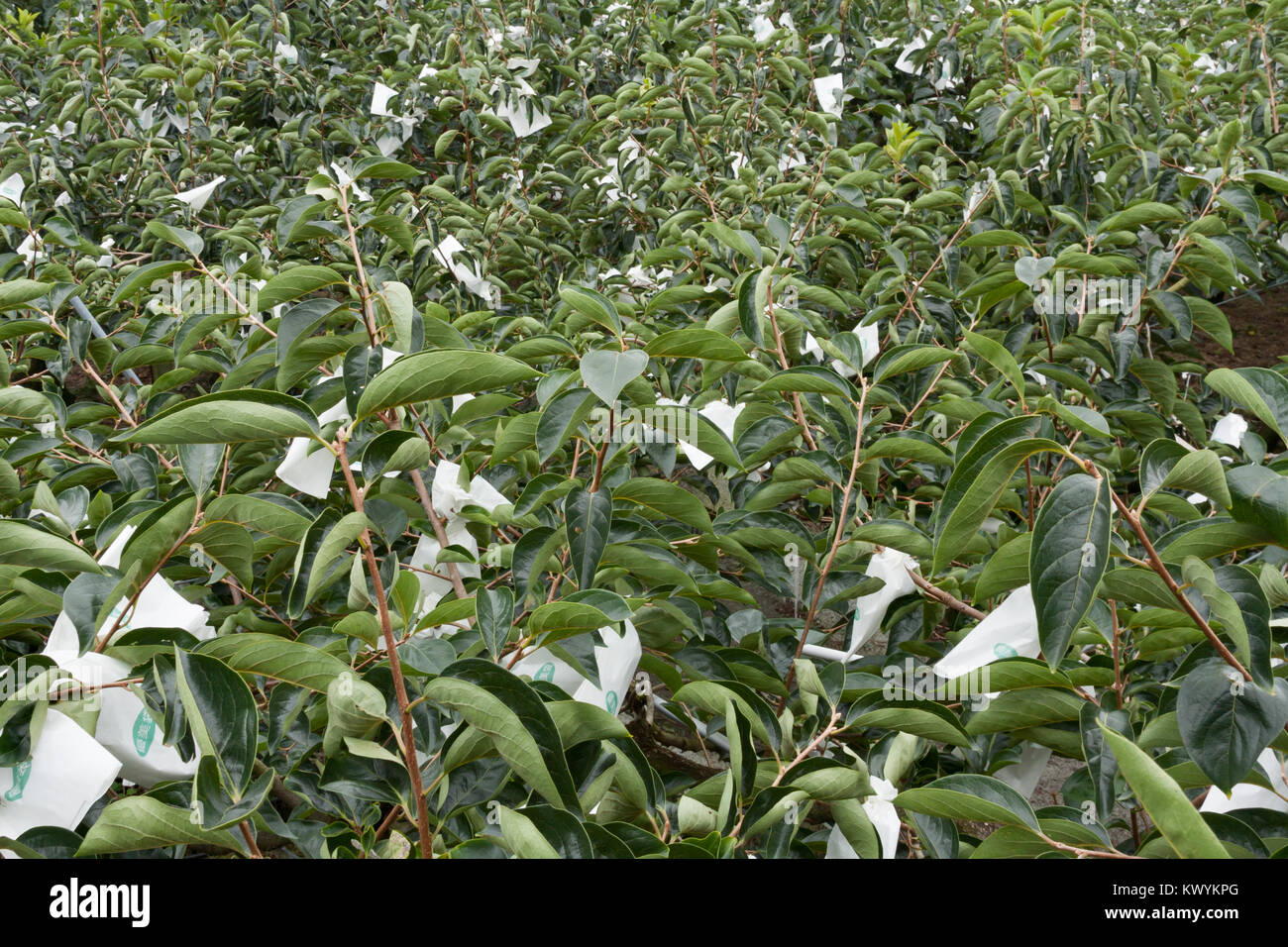 Japanese Fuyu persimmon or kaki tree, growing fruits bagging with paper bags, Heping District, Taichung City, Taiwan Stock Photo
