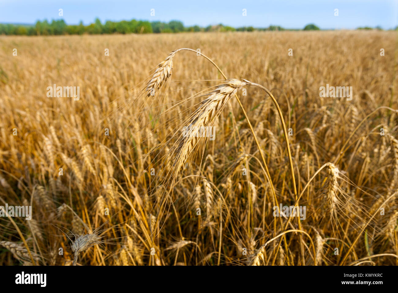field of ripe rye. Ear of rye Stock Photo - Alamy