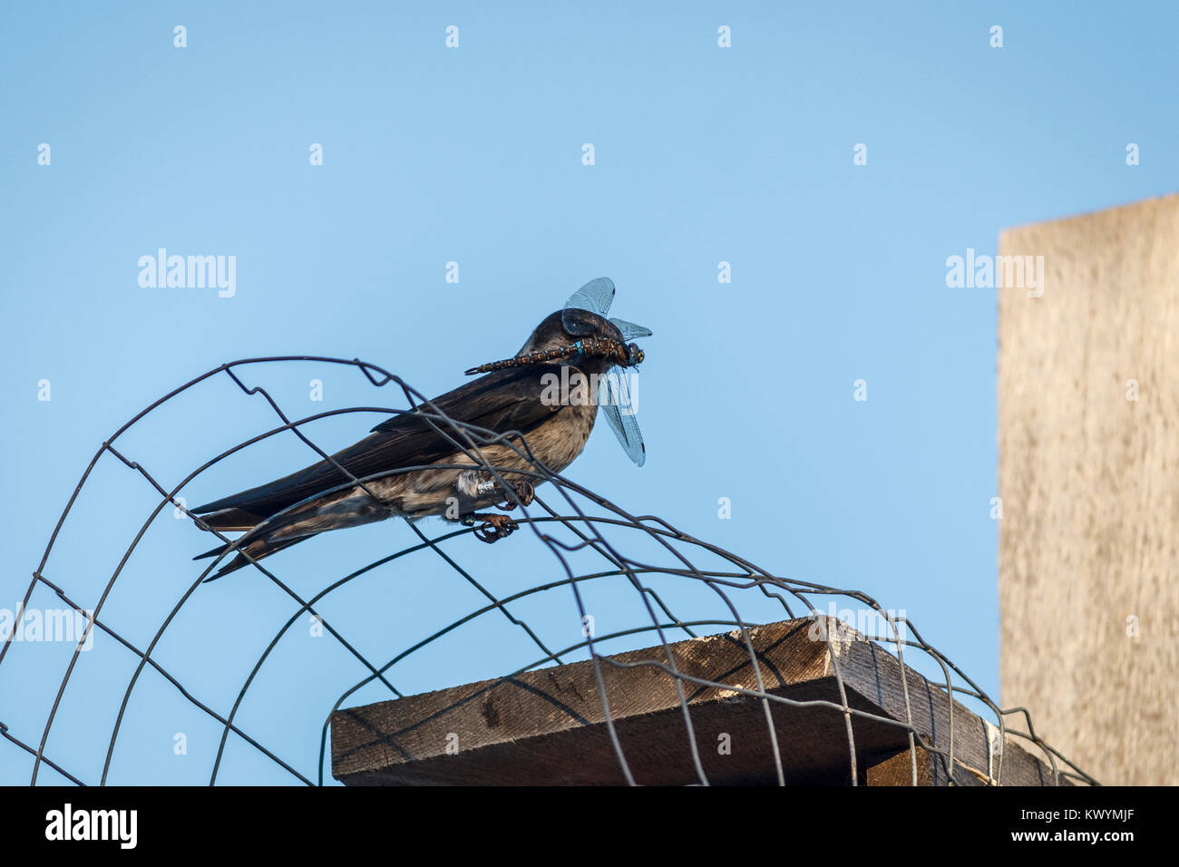 A young Purple martin perches on the wire above a nest-box, with a dragonfly in its beak and ID bands on both legs (blue sky background). Stock Photo