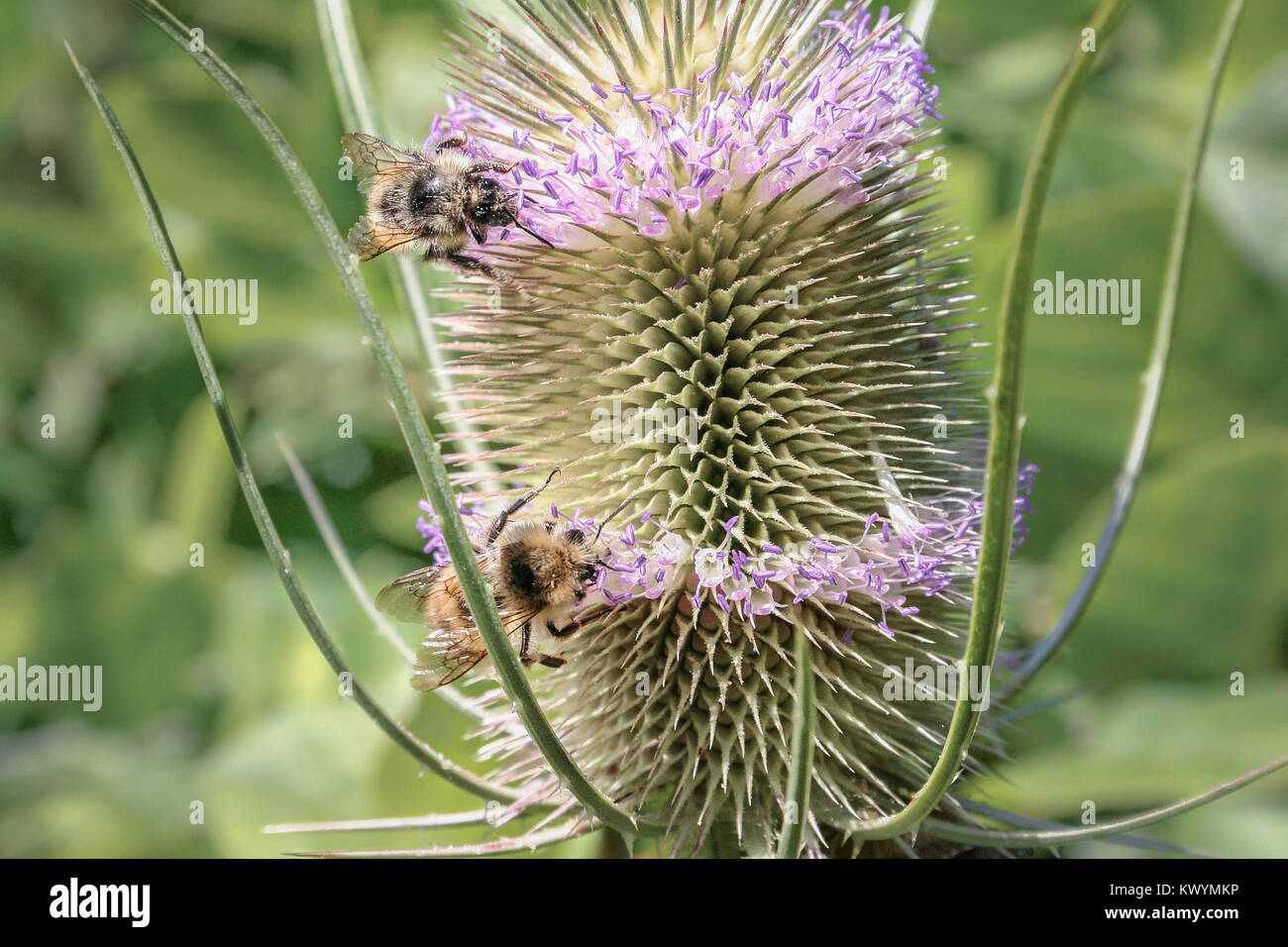 Against a blurred green background, two bumblebees probe the tubular purple flowers of a spiky common teasel head, feeding on the plant's nectar. Stock Photo