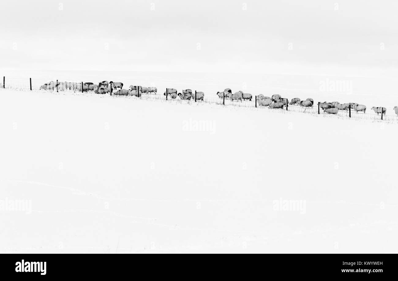 Uk wild animals in snow Black and White Stock Photos & Images - Alamy