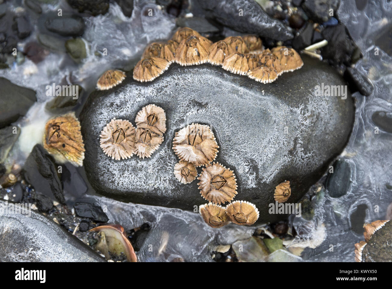 Salt precipitating onto beach stones as sea water freezes and evaporates, Acadia National Park, Bar Harbor, Maine. Stock Photo