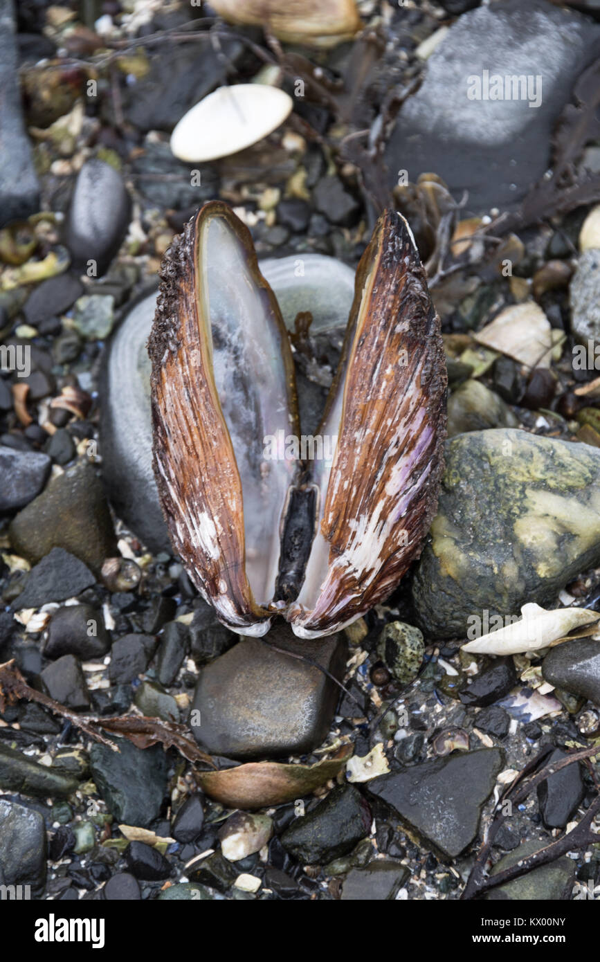 Horse mussel shell, Acadia National Park, Maine. Stock Photo