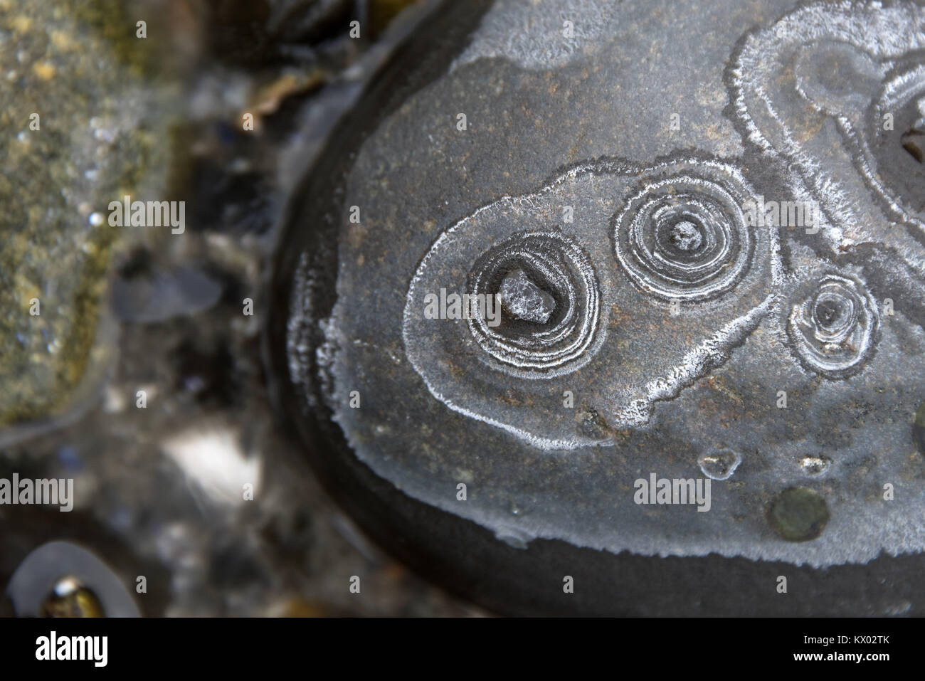 Rings of salt precipitating onto beach stones as sea water freezes and evaporates, Acadia National Park, Bar Harbor, Maine. Stock Photo