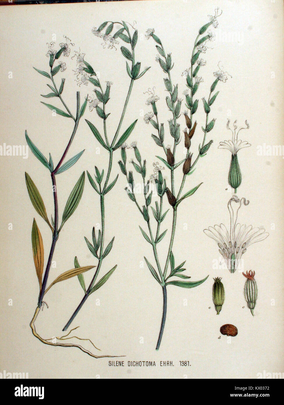 Silene dichotoma — Flora Batava — Volume v18 Stock Photo