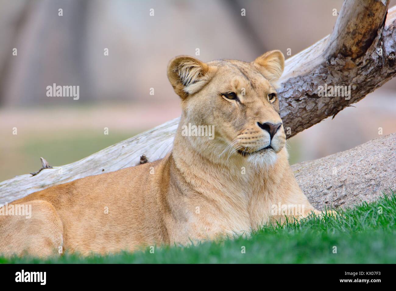Close-up of lioness lying on green grass while looking away Stock Photo