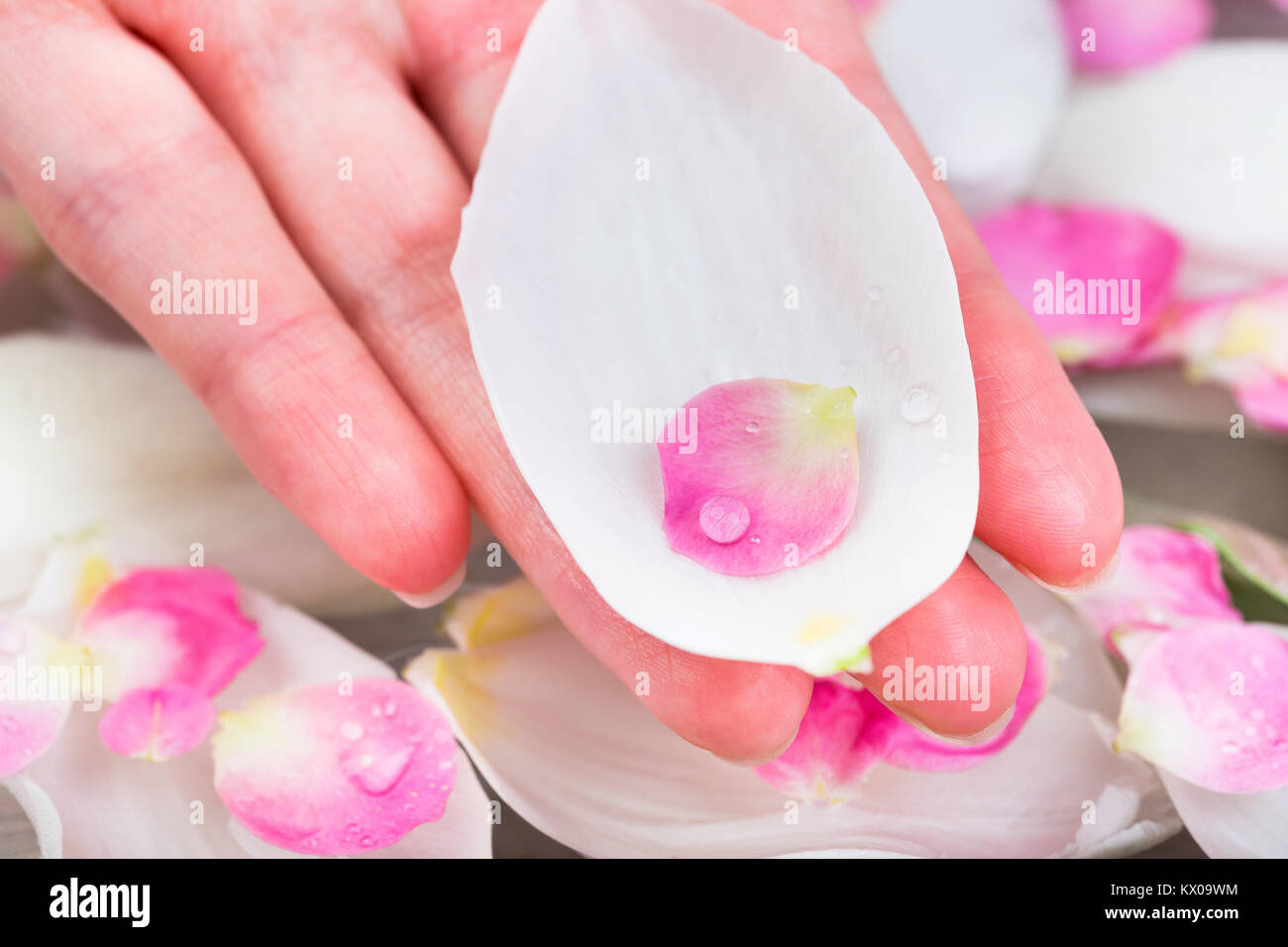 nature, environment, care concept. on the edge of the palm of caucasian woman there are few petals placed one in other, white of tulip bud and small pink from cherry bloom Stock Photo