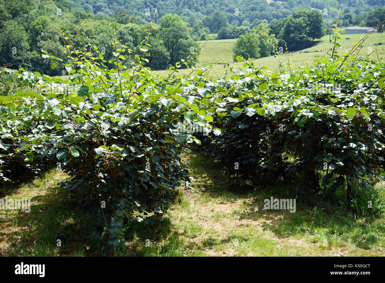 Kiwi fruit farm in France Stock Photo Alamy