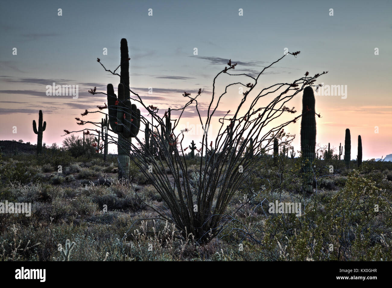An Ocotillo shrub in full bloom in Arizona's Sonoran Desert. Stock Photo