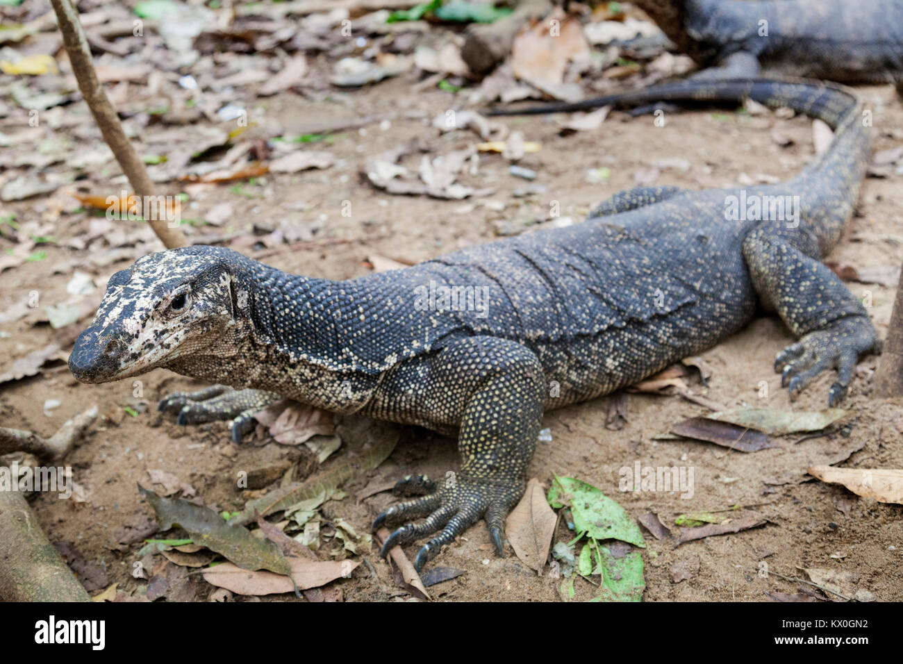 The monitor lizard from Palawan, Philippines Stock Photo
