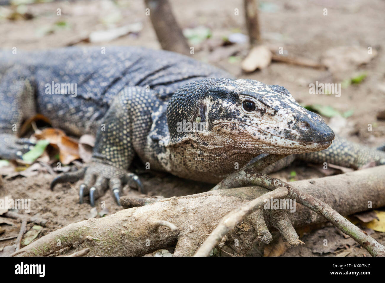 The monitor lizard from Palawan, Philippines Stock Photo Alamy