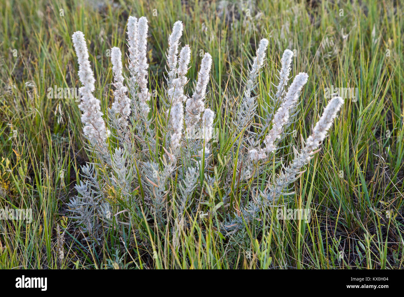 A Winterfat subshrub growing in its native habitat of the eastern Colorado short grass prairie. Stock Photo