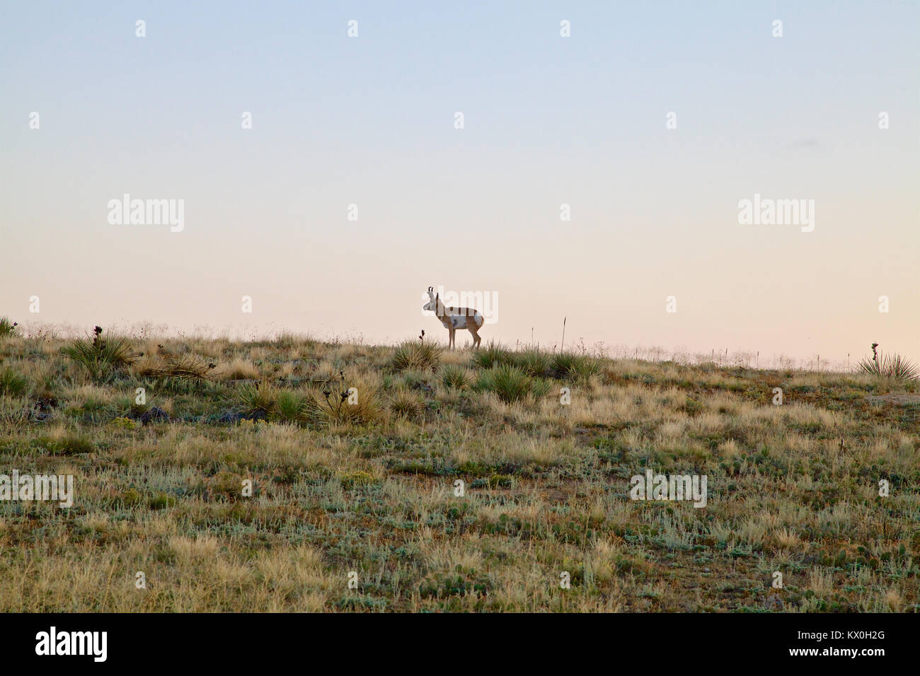 A lone pronghorn antelope stands on the crest of a hill at sunset. Stock Photo