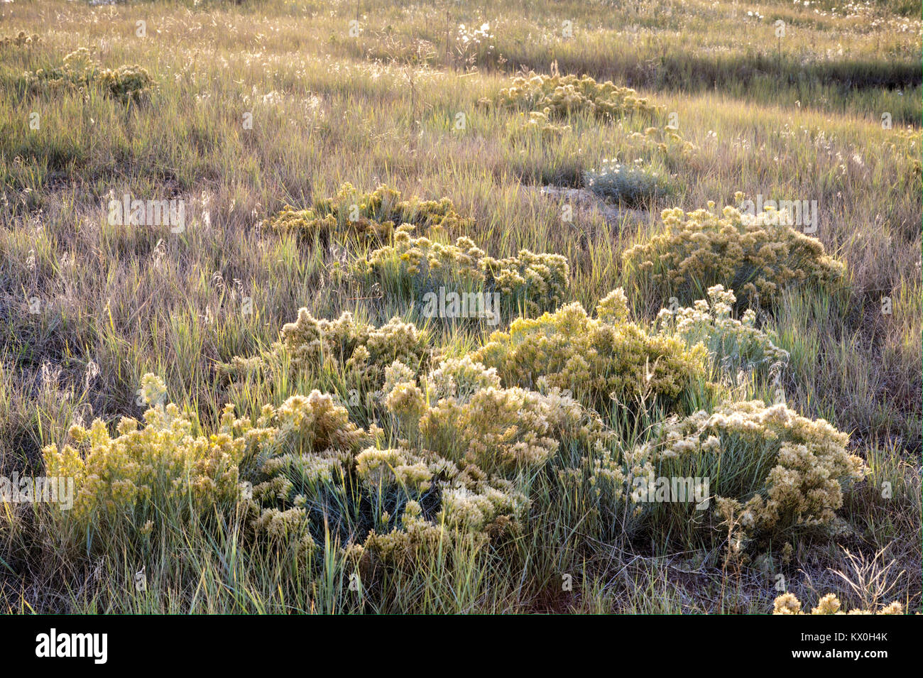 A close up of the vegetation on the short grass prairie which is part of the American western great plains. Stock Photo