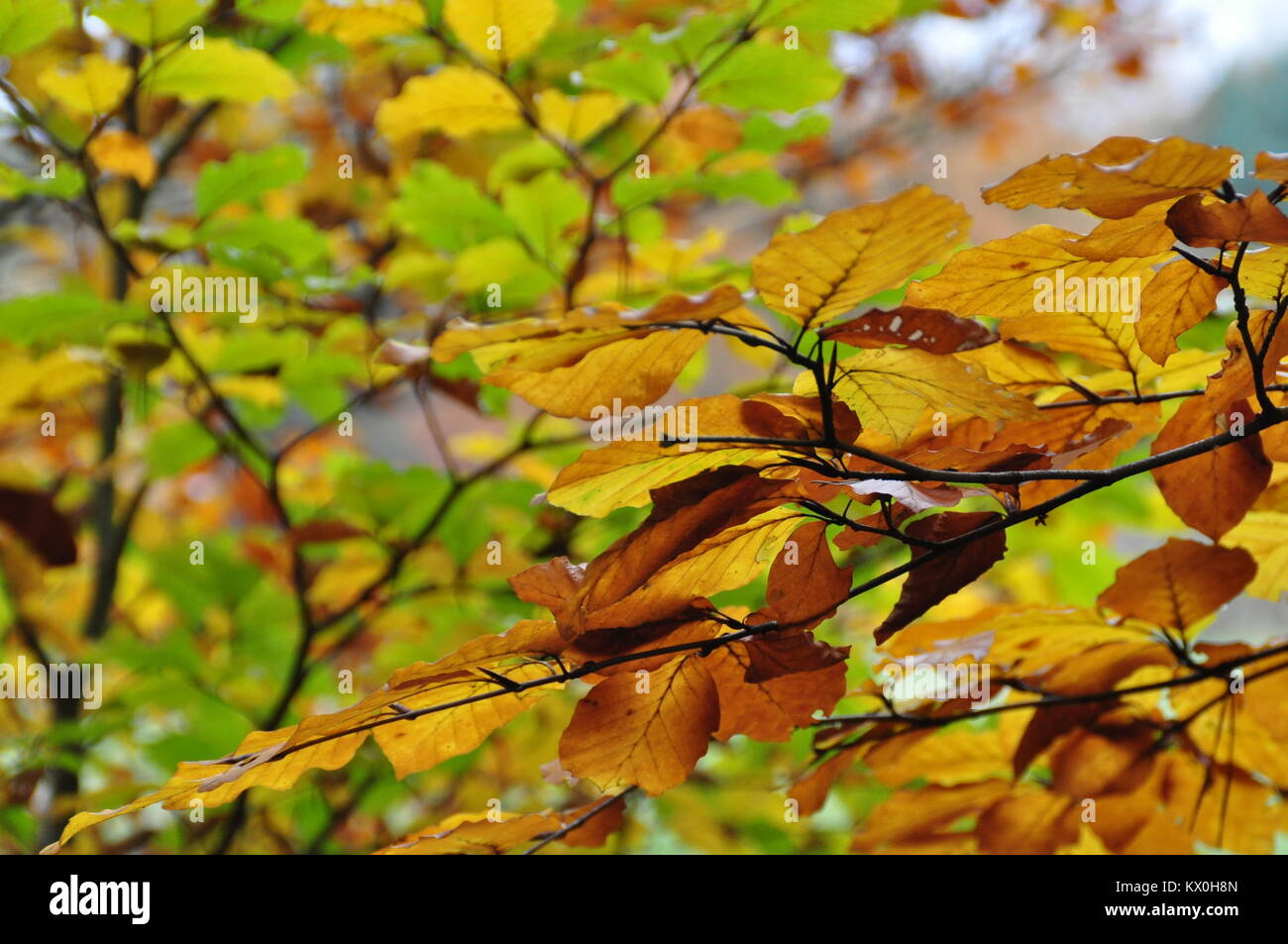 Golden Autumn Leaves Stock Photo - Alamy
