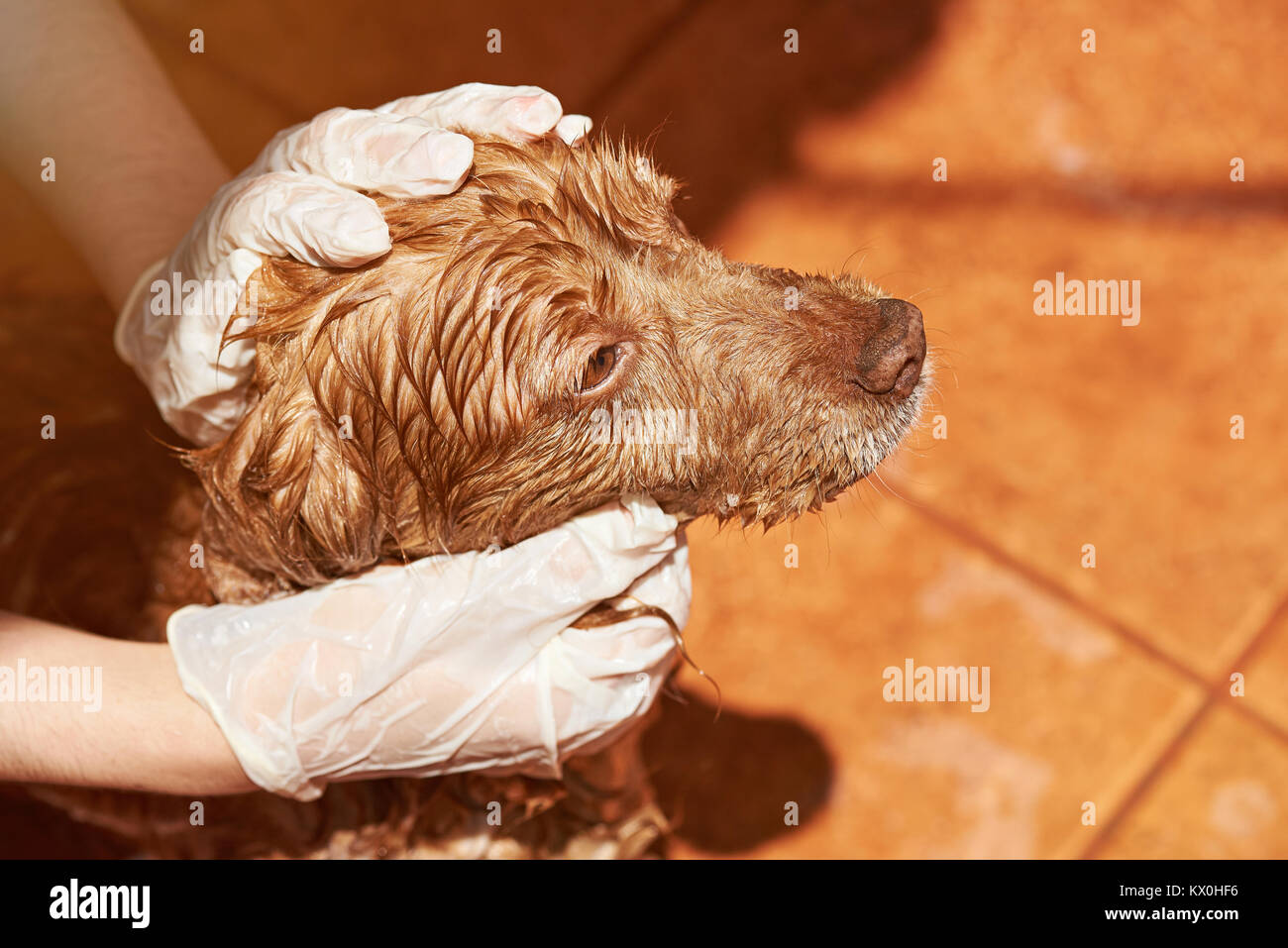 Cleaning brown dog from flea service. Close-up of wet spaniel dog head Stock Photo