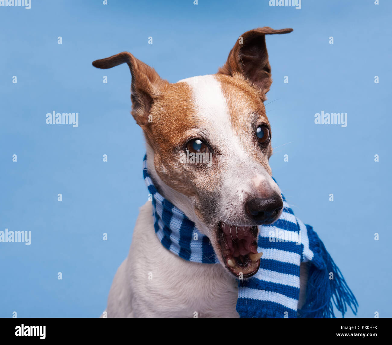 Cute terrier dog portrait in winter scarf on blue background Stock Photo