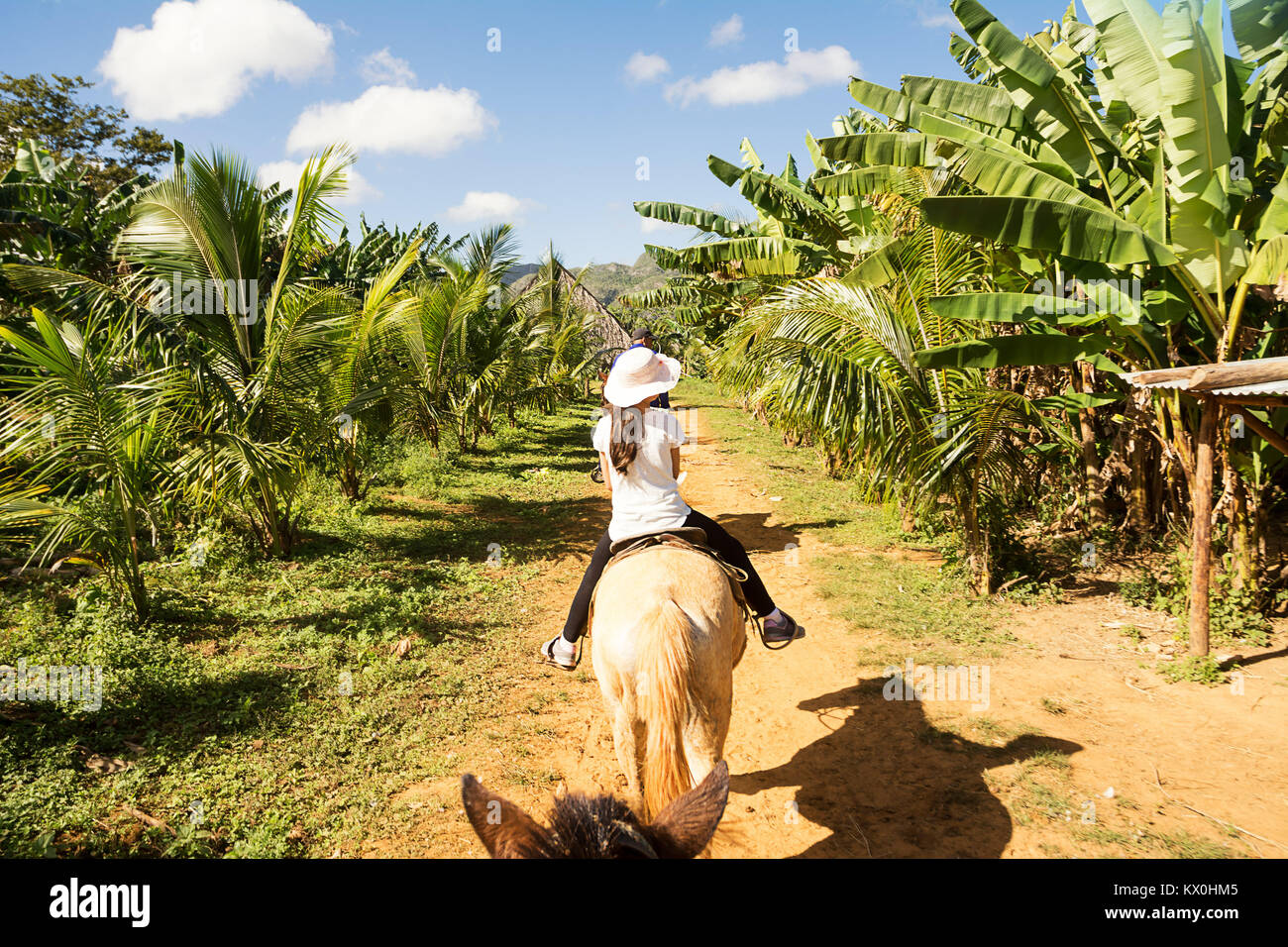 Tourist in riding horse between banana plantations in the Vinales Valley (Cuba) Stock Photo