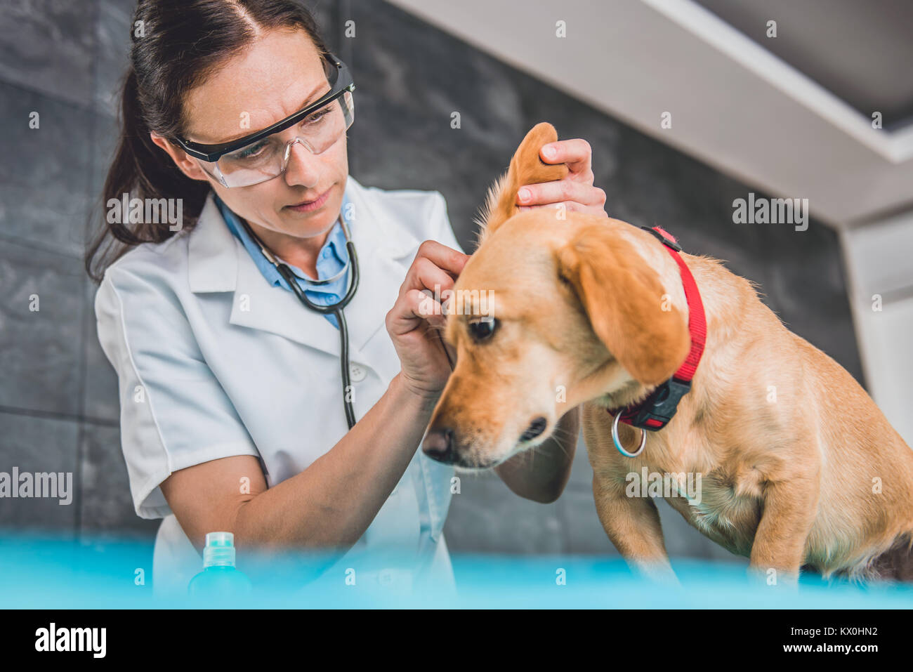 Young female veterinarian cleaning dog ears at the veterinarian clinic Stock Photo