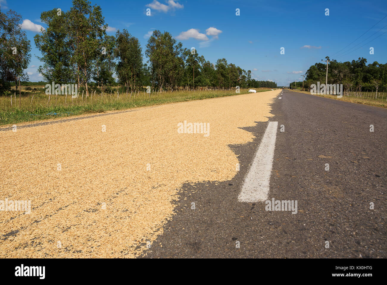 Pavement Drying Rice Rice spread to dry on the asphalt in Cuba Stock Photo - Alamy