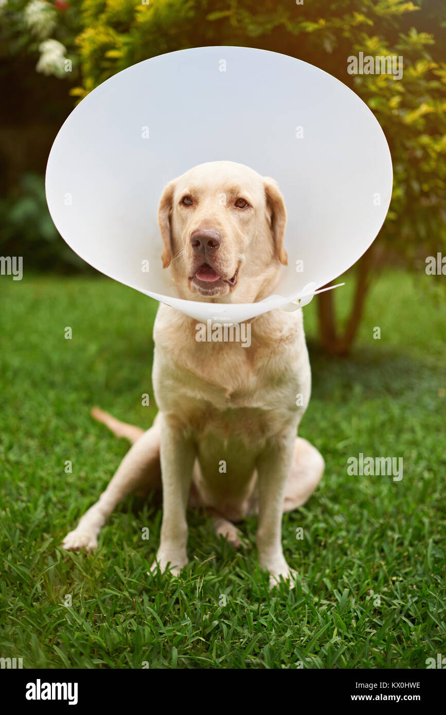 Labrador dog vet patient sit on green grass background Stock Photo Alamy