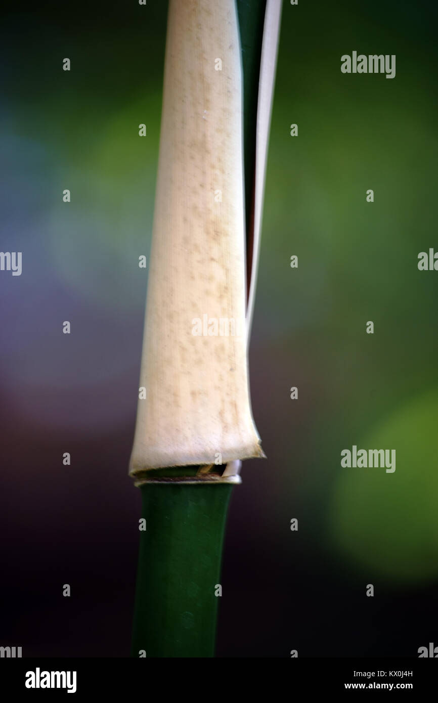 The close-up of a stem and bamboo tube of the Narihira bamboo, Semiarundinaria fastuosa. Stock Photo