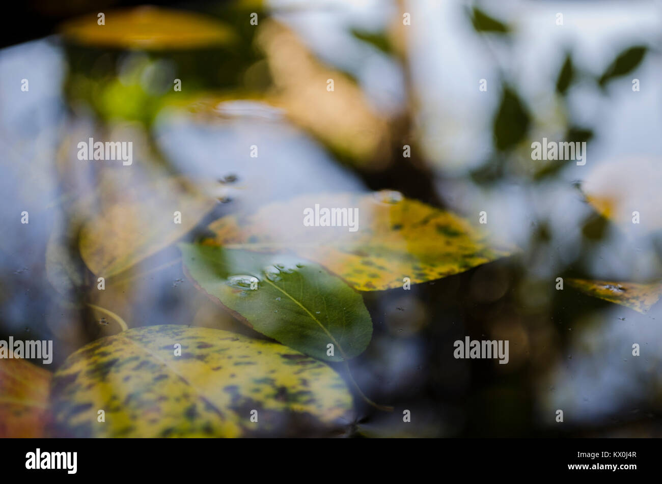 floating on the puddle yellow leaves of trees and a reflection of a tree, autumn Stock Photo