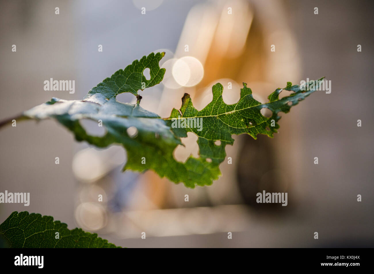 leaf of cherry tree in the garden, which is eaten by a caterpillar