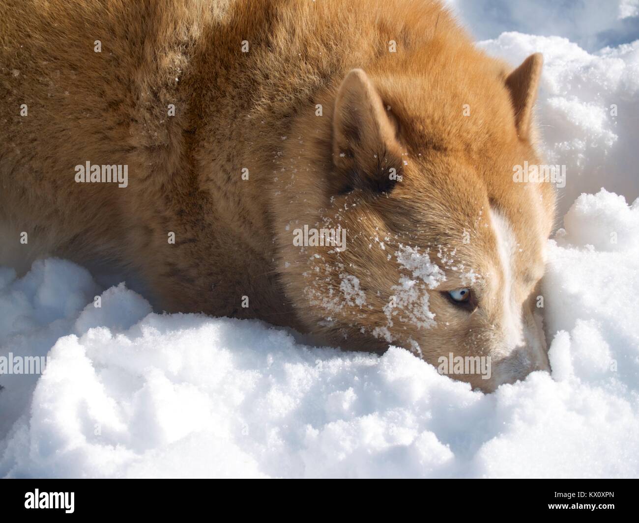 Siberian husky in the snow Stock Photo - Alamy