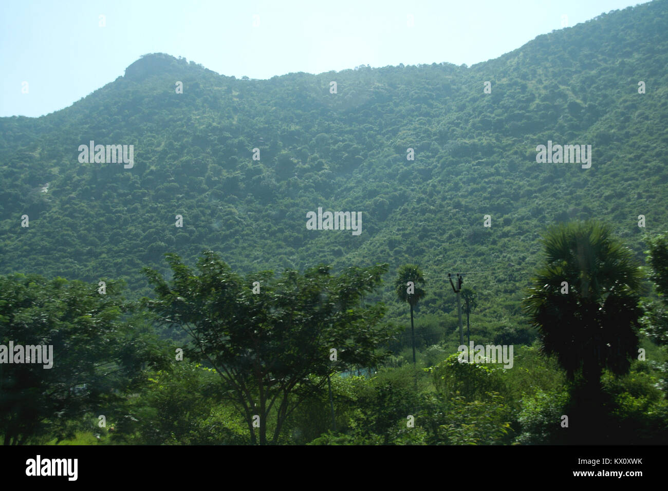 Greenery  everywhere  at hill near Ramana Maharshi Ashrama in Tiruvannamalai, Tamil Nadu, India, Asia Stock Photo