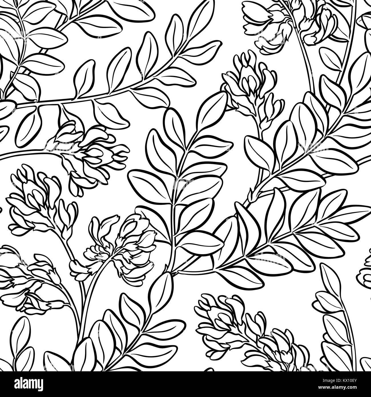 astragalus plant seamless pattern on white background Stock Vector