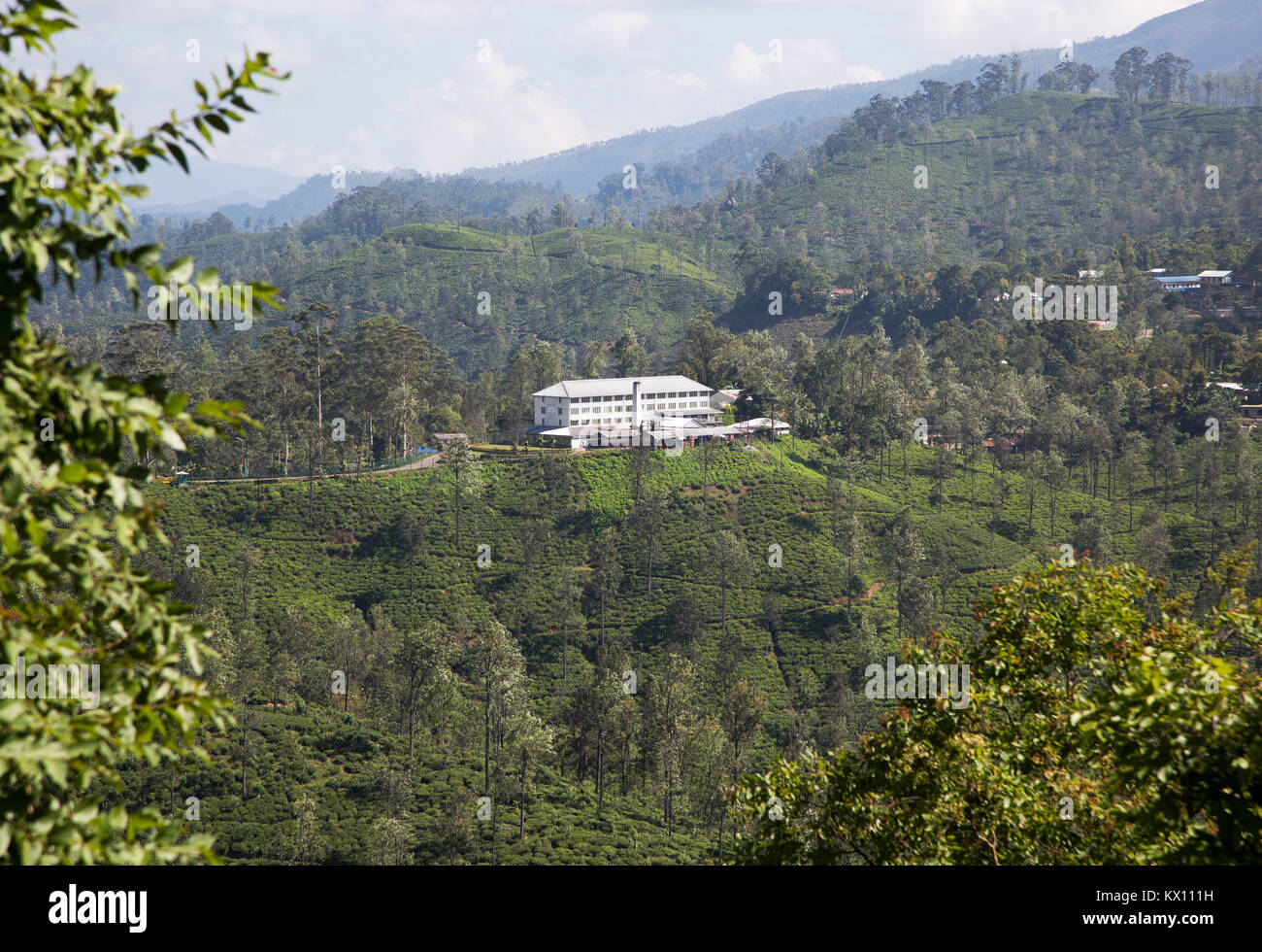 Newburgh tea factory and estate, Ella, Badulla District, Uva Province