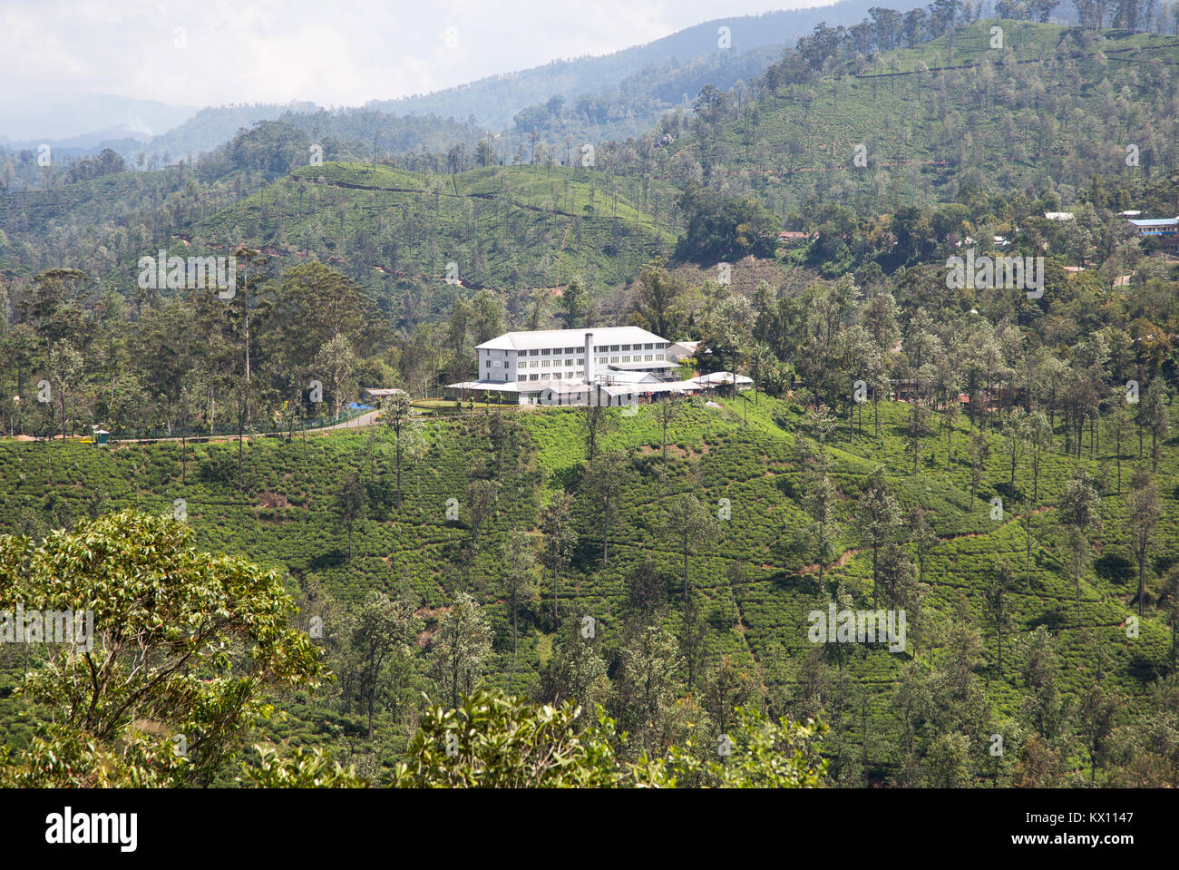 Newburgh tea factory and estate, Ella, Badulla District, Uva Province