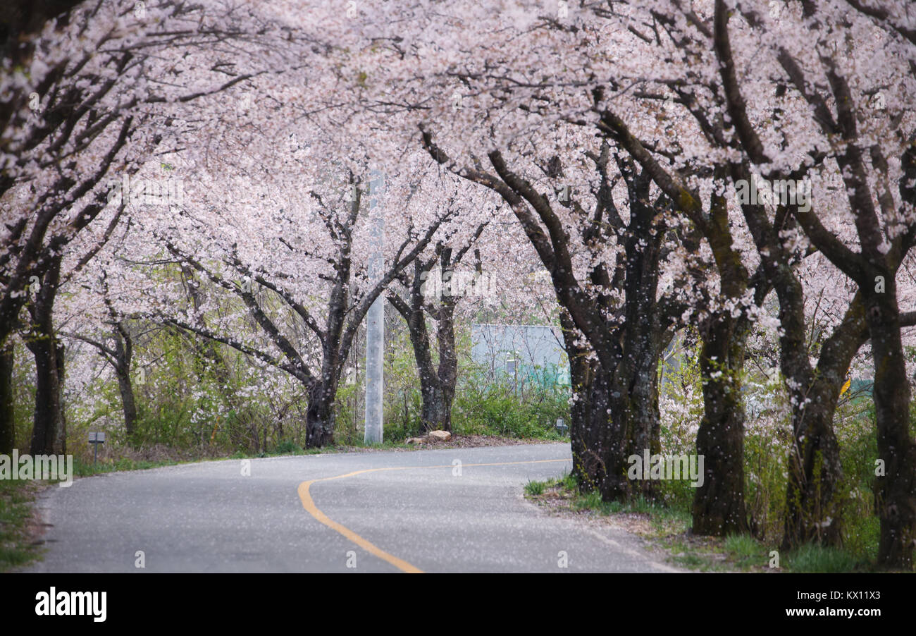 Cherry blossoms in Korea Stock Photo Alamy