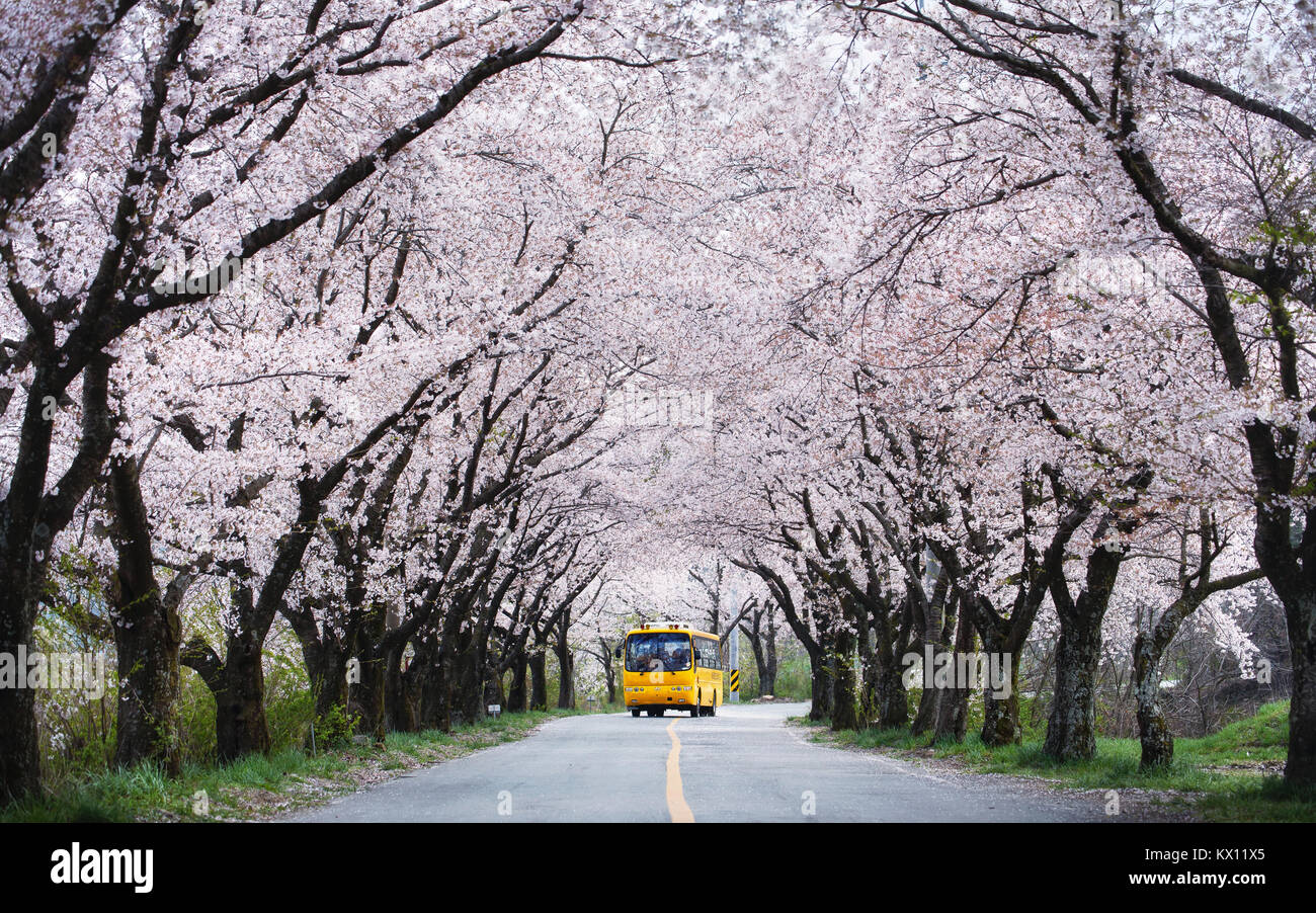 Yellow bus passing cherry blossom tunnel Stock Photo Alamy