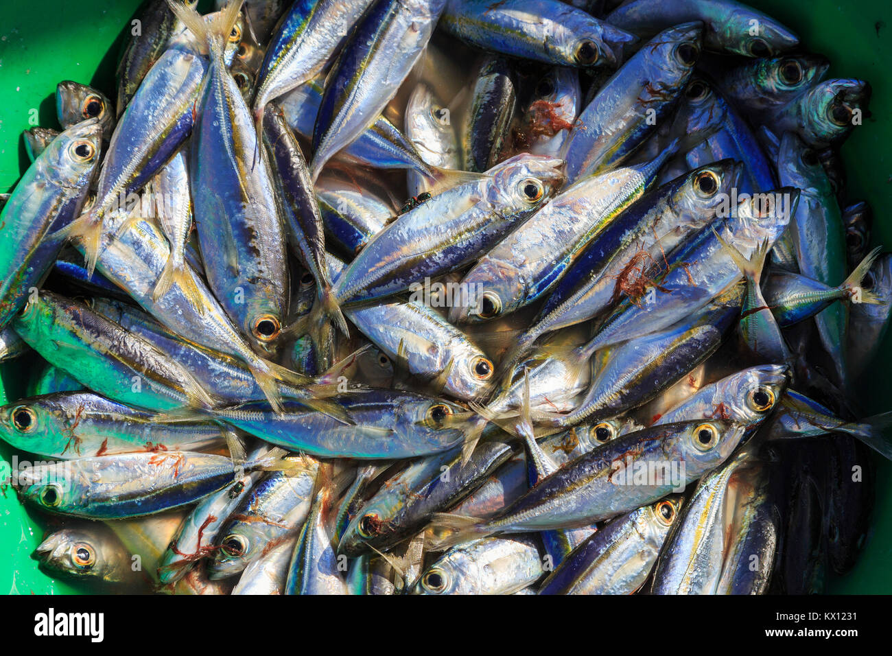 Freshly caught sardines in a bucket at Santa Maria pier, Cape Verde
