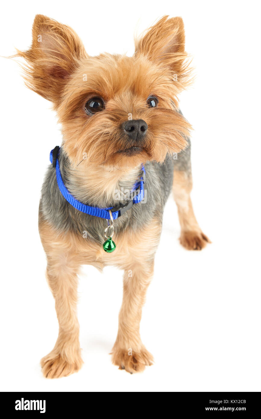 Yorkshire Terrier with short hair isolated on white background. It wears  blue pet's collar with green bell Stock Photo - Alamy