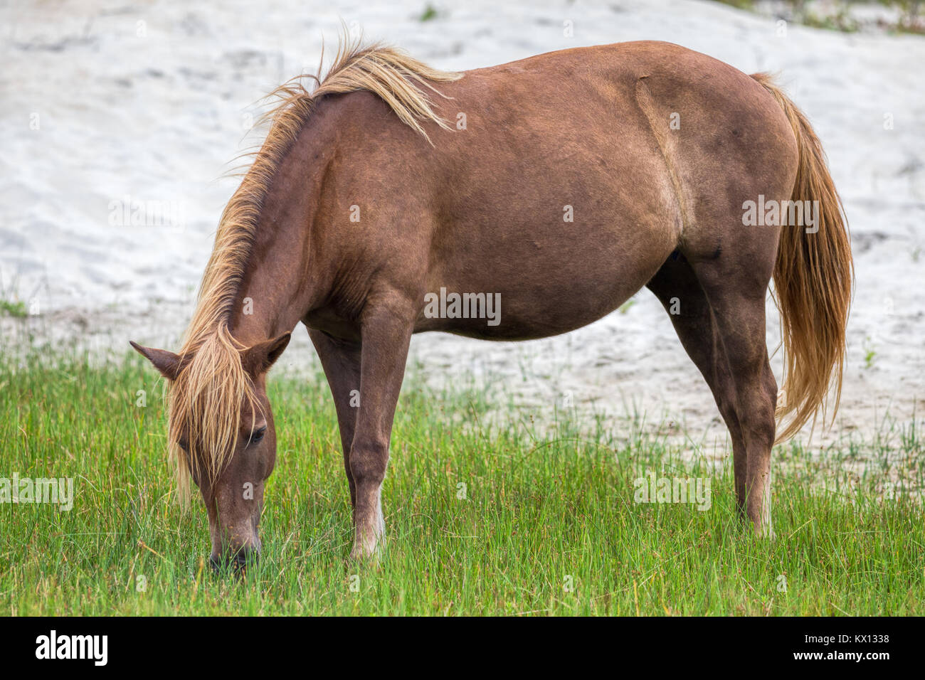 A Wild pony, horse, of Assateague Island, Maryland, USA. These animals are also known as Assateague Horse or Chincoteague Ponies. Stock Photo