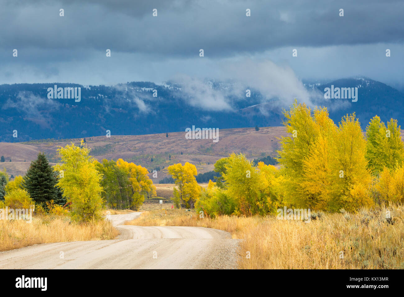 Cottonwood trees yellowstone hires stock photography and images Alamy