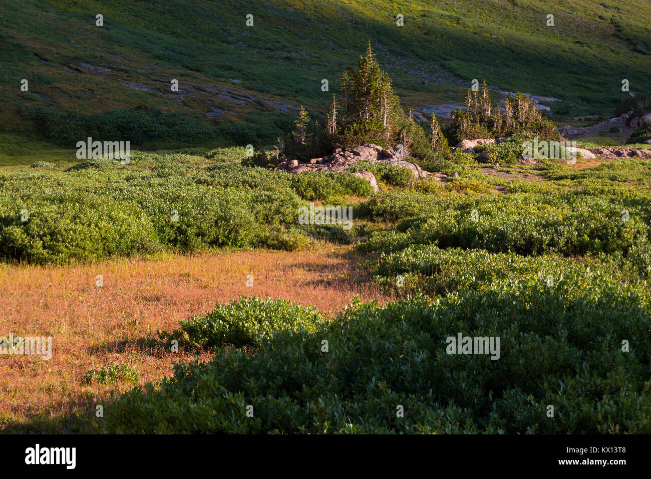 Small outcroppings of rocks and evergreens among the alpine tundra near the top of the South Fork of Cascade Canyon in the Teton Mountains. Grand Teto Stock Photo