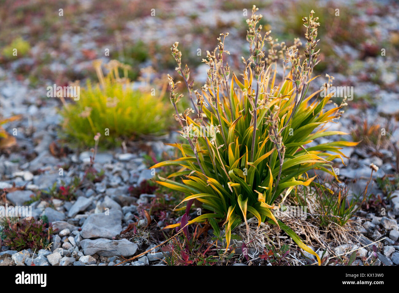 A small alpine tundra plant growing from the rocks making up Hurricane Pass in the Teton Mountains. Jedediah Smith Wilderness, Wyoming Stock Photo