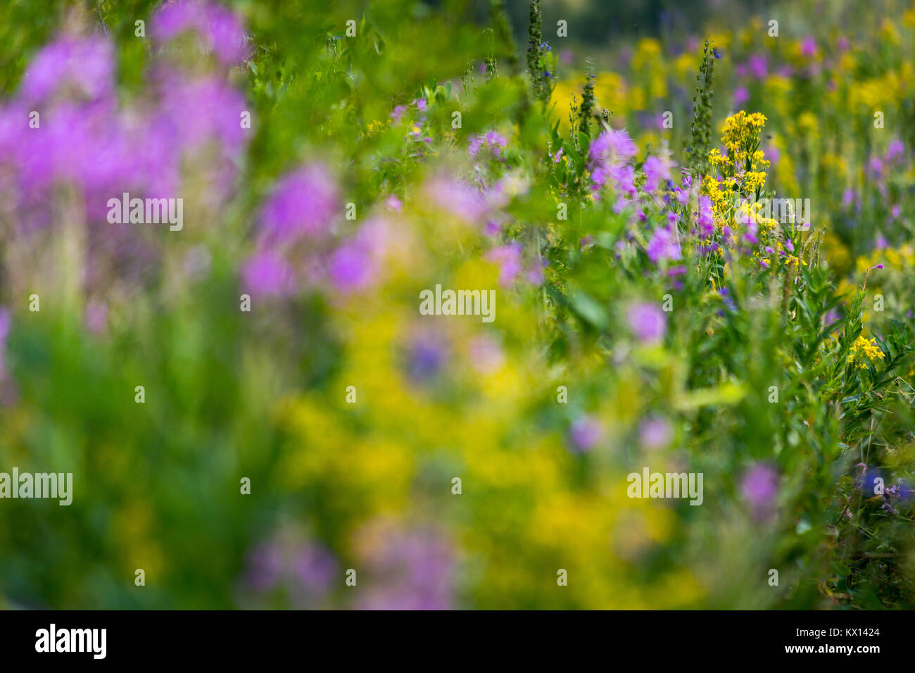 A lush and thick growth of wildflowers blooming in Wilson Canyon of the Gros Ventre Mountains. Bridger-Teton National Forest, Wyoming Stock Photo