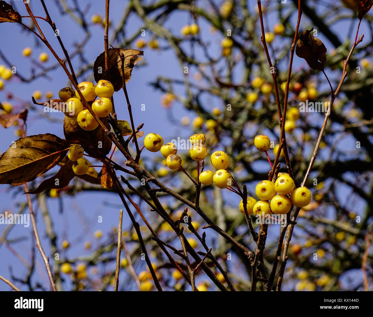 Yellow berry fruits on tree at autumn in Vyborg, Russia Stock Photo - Alamy