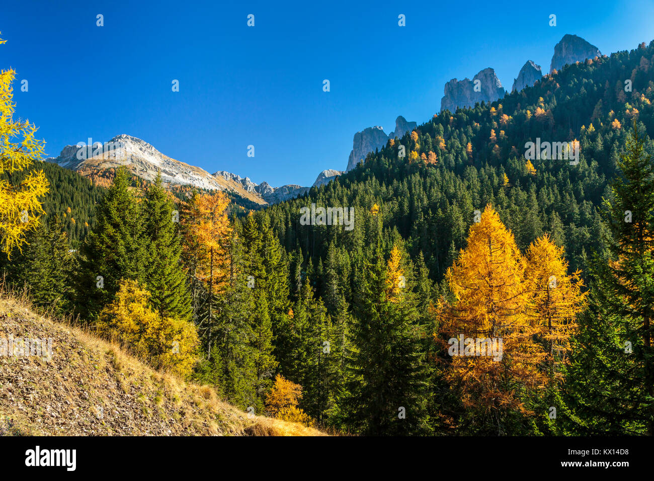 The Val di Funes Valley and fall foliage in the mountains near the village of Santa Maddalena with views of the Dolomites, South Tyrol, Italy, Europe. Stock Photo