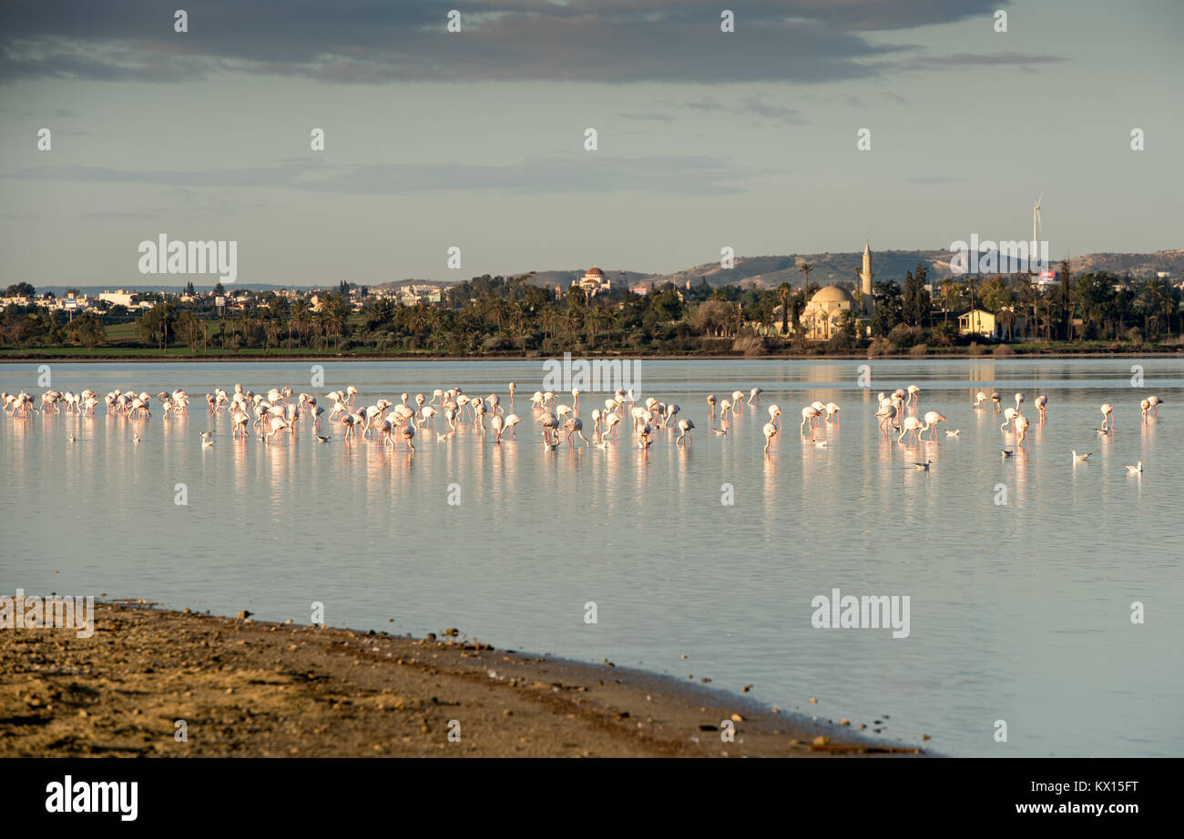 Flamingo birds feeding and resting on the salt lake of Larnaca near the famous Hala sultan Tekke Muslim shrine mosque in Cyprus Stock Photo