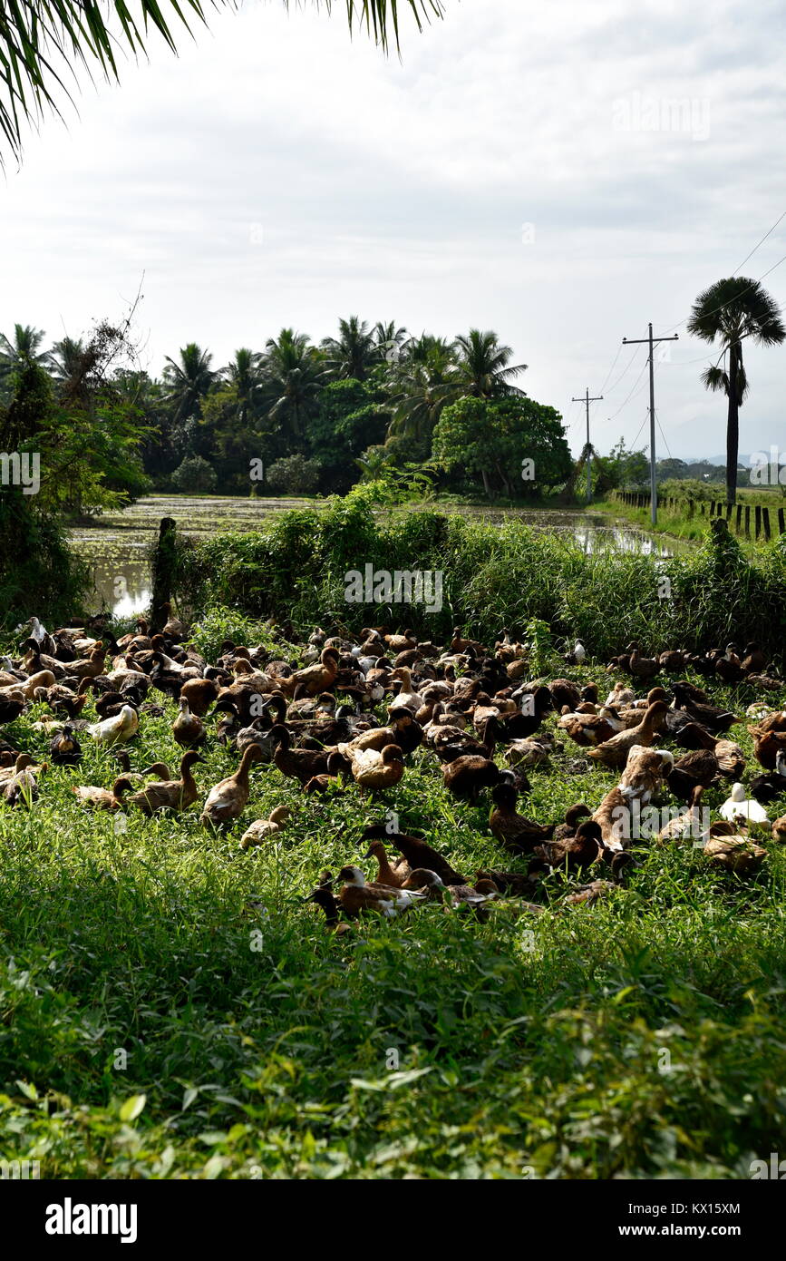 Isabela plantation hi-res stock photography and images - Alamy