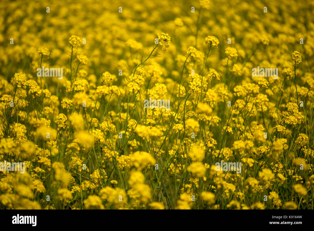 yellow canola flower close up Stock Photo