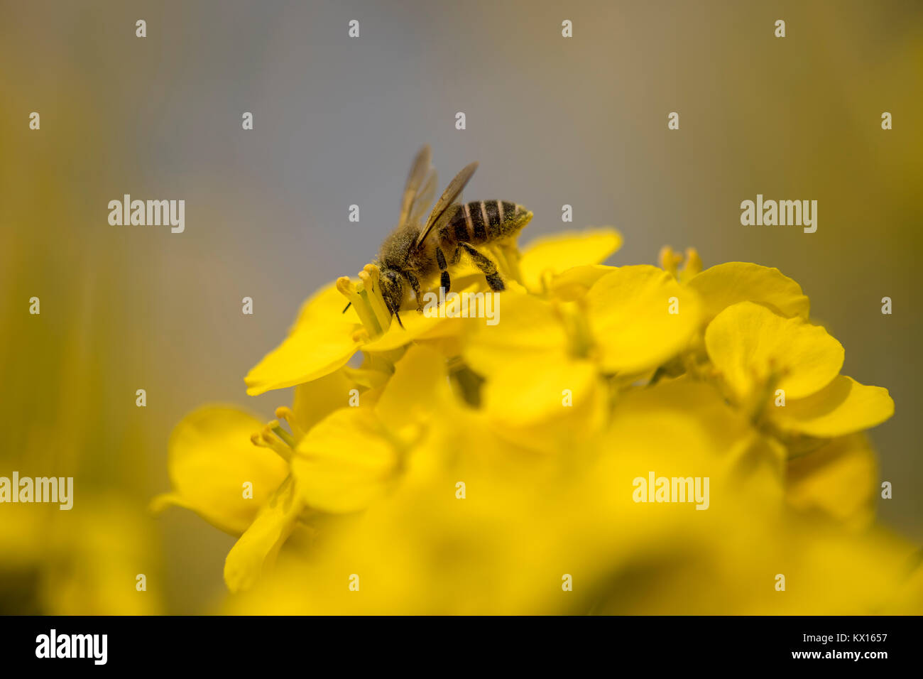 Closeup working bee on yellow canola flower Stock Photo Alamy