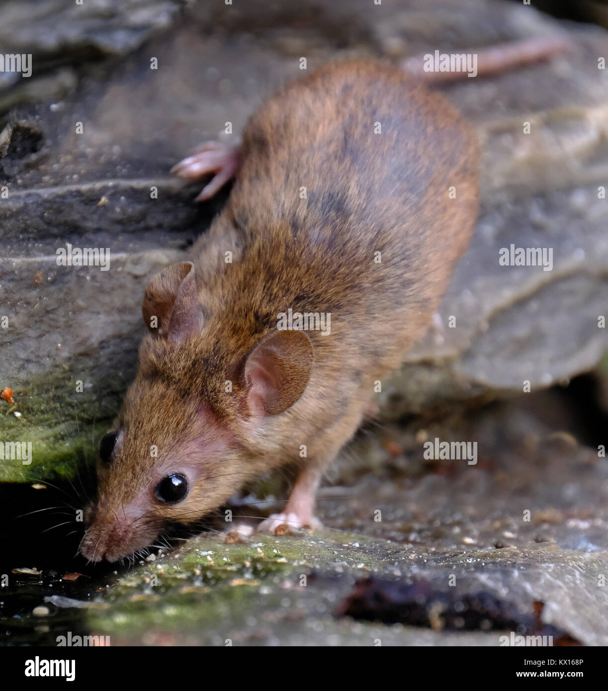 Mice in an urban garden. Stock Photo